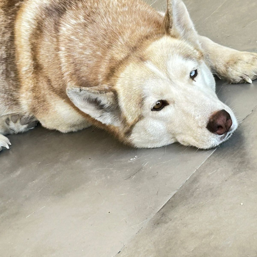 BLONDIE | Raza Husky Siberiano | Final Feliz