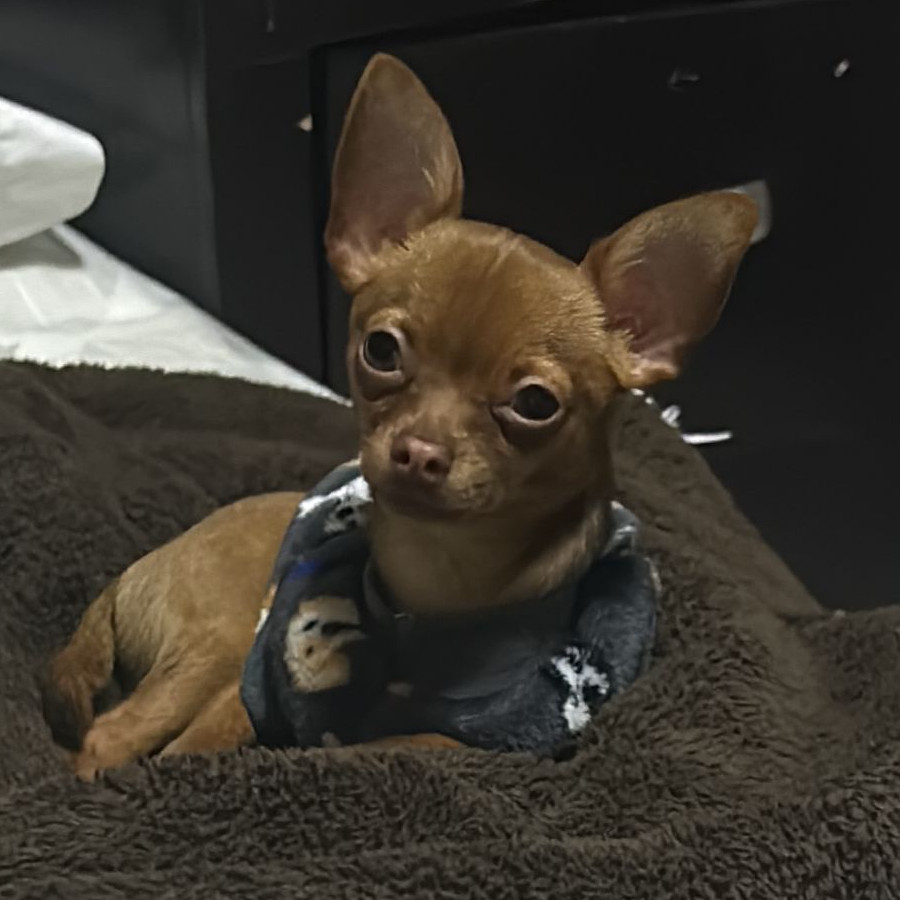 CARAMELO | Raza Chihuahua | Perdido