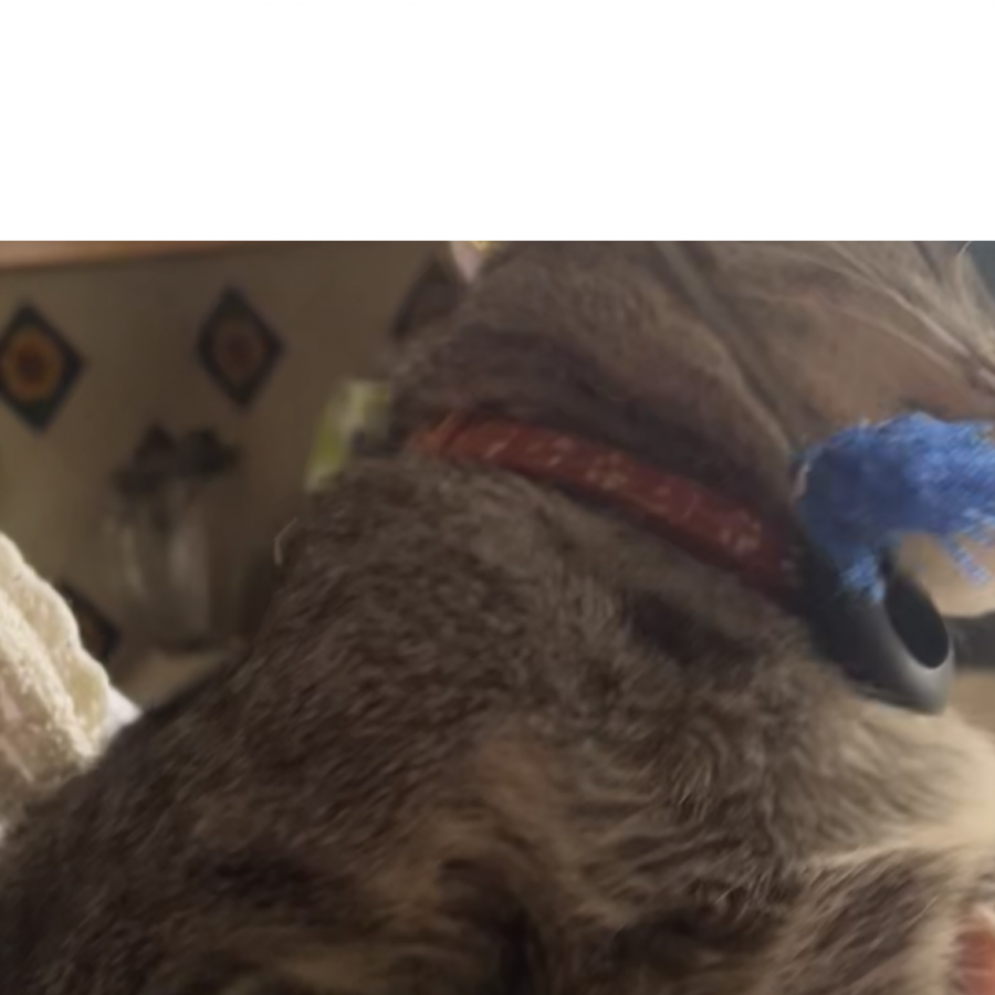 LUNA | Raza Doméstico Américano de Pelo Corto | Perdida