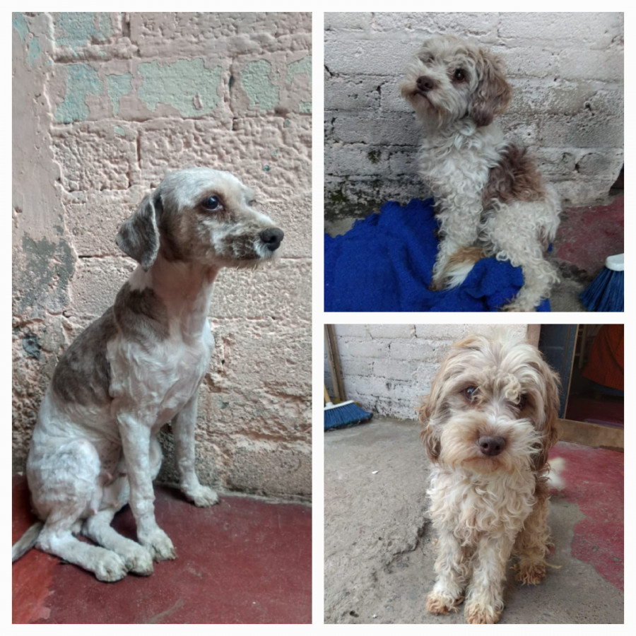 VAQUITA | Raza Mestiza | Perdida