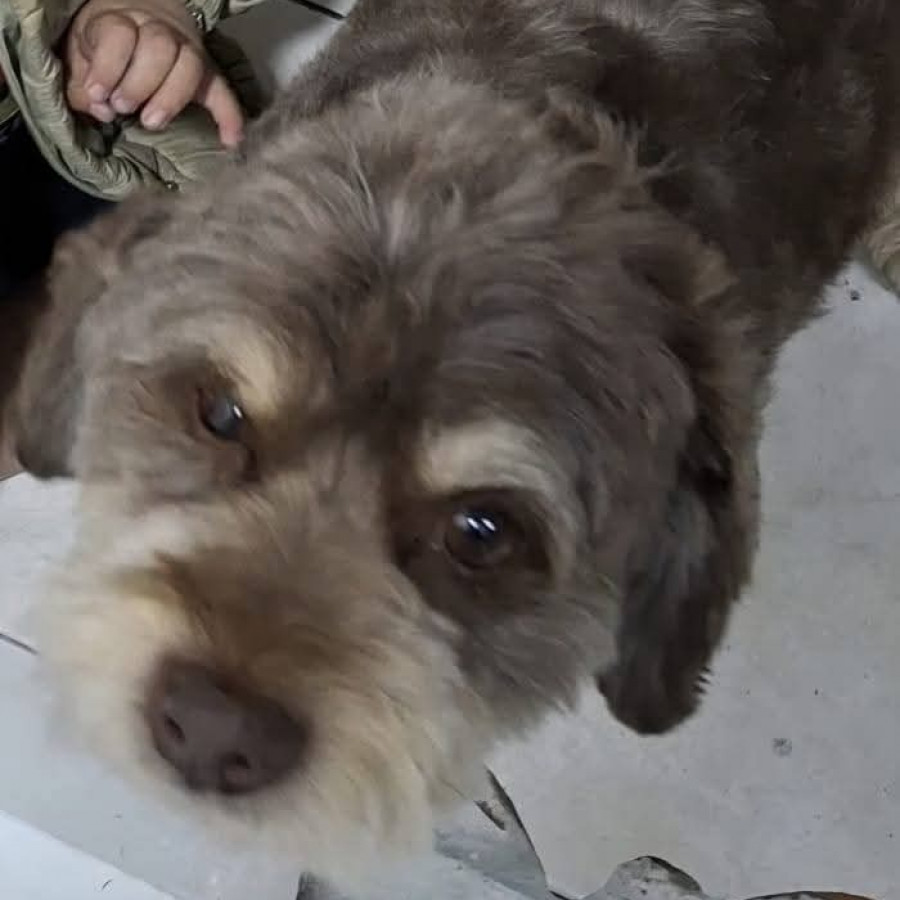 CANELO | Raza French Poodle o Caniche | Perdido