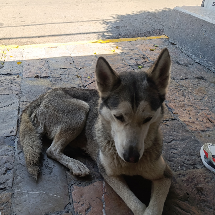  | Raza Mestiza, cruza de Husky Siberiano | Encontrada