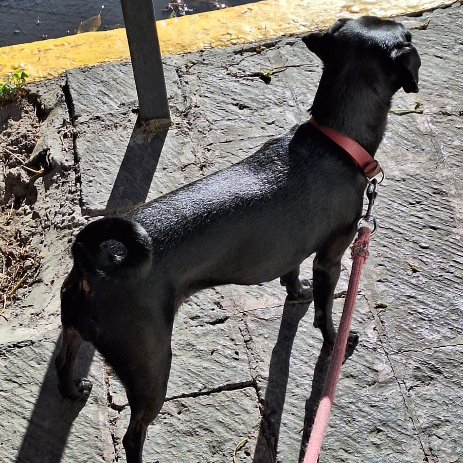 FREYJA | Raza Mestiza, cruza de Pug con Chihuahua | Final Feliz