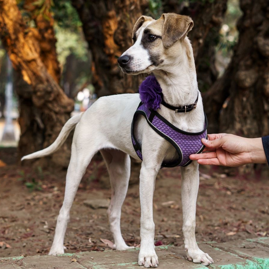  | Raza Mestiza | Encontrada