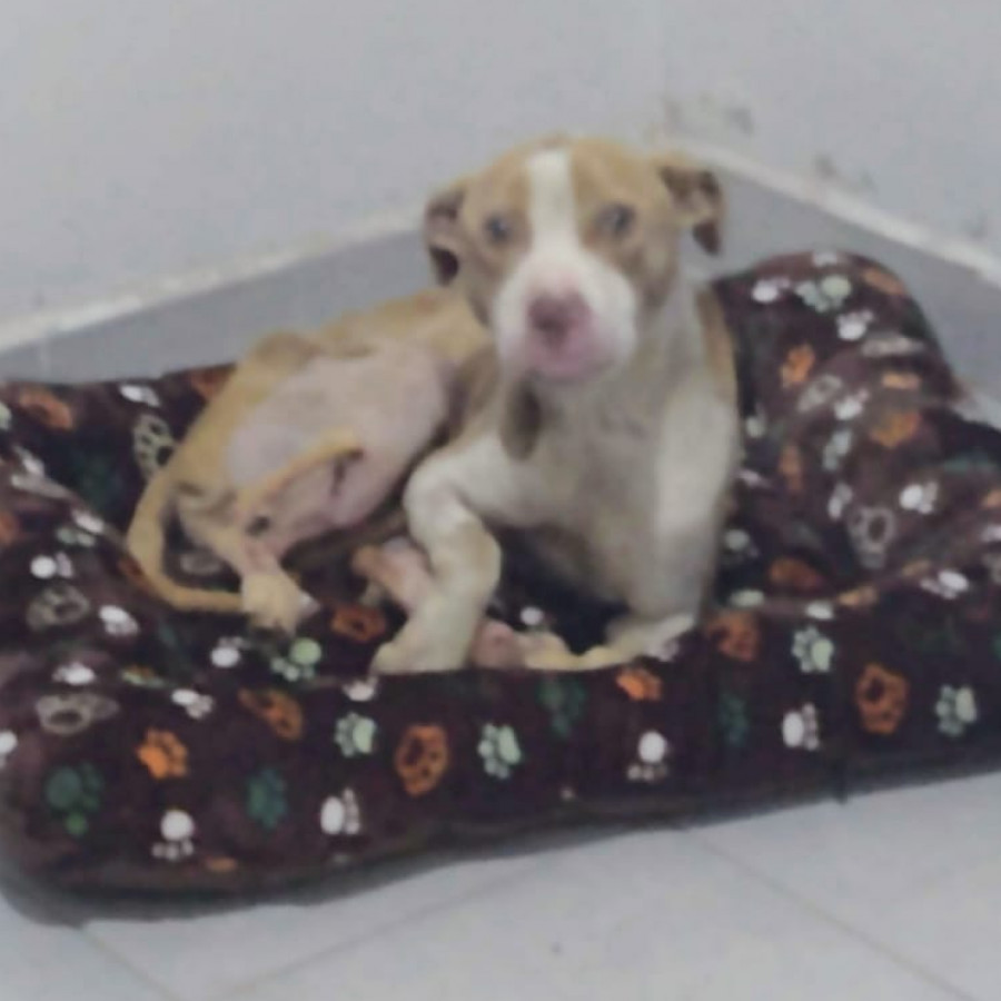 MAX | Raza American Pitbull Terrier | Final Feliz