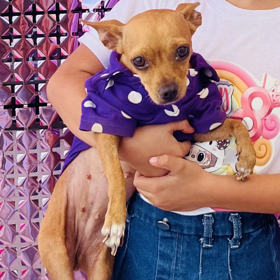 PRISCA | Raza Chihuahua | Perdida