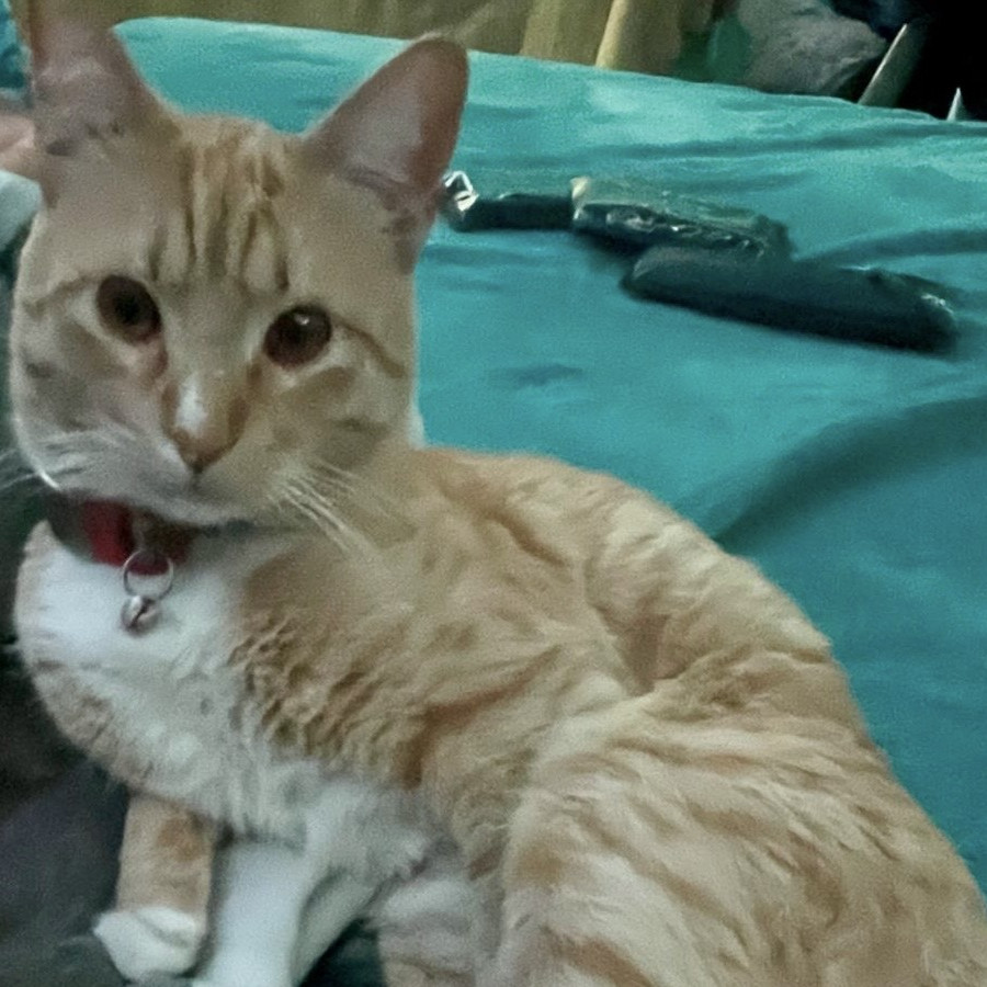 GARFIELD | Raza Doméstico Américano de Pelo Corto | Perdido