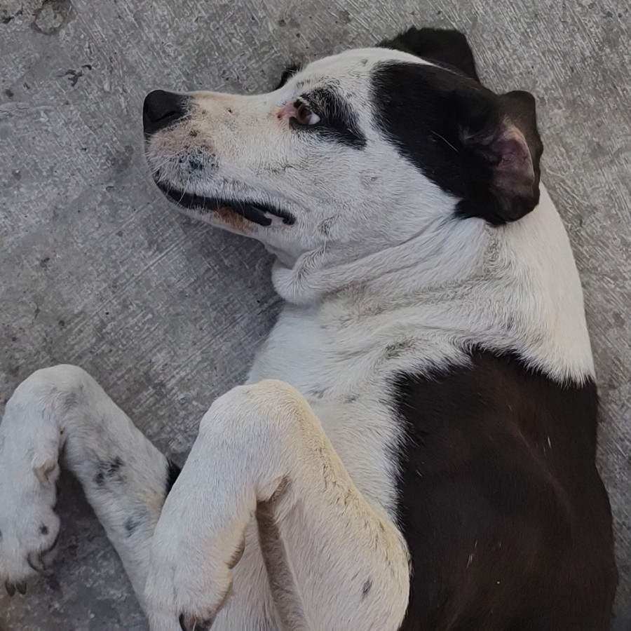 ROKO | Raza Mestizo , cruza de American Pitbull Terrier | Perdido