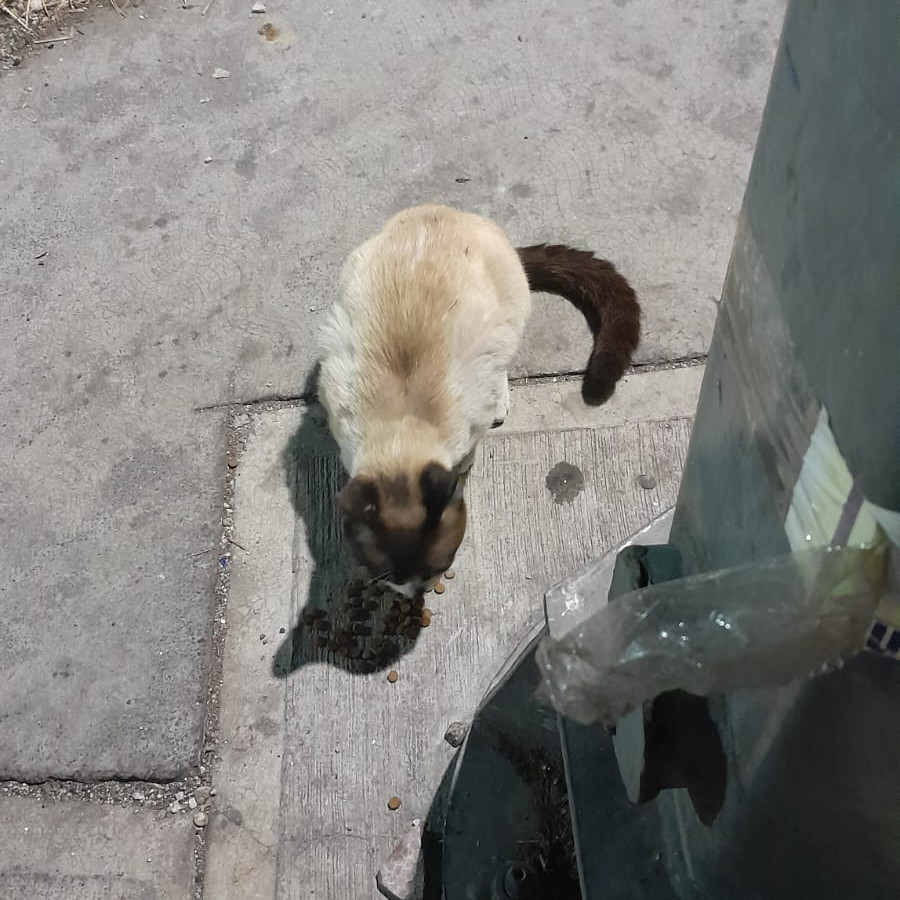  | Raza Snowshoes | Encontrada