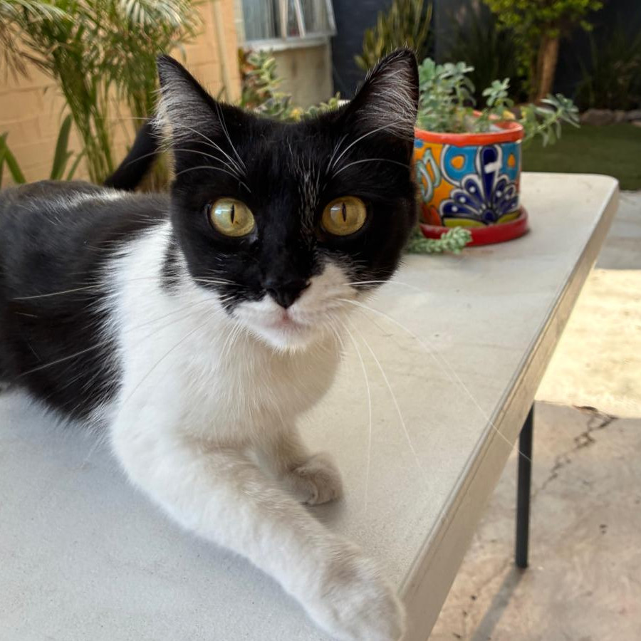 CASIMIRA | Raza Doméstico Américano de Pelo Corto | Perdida