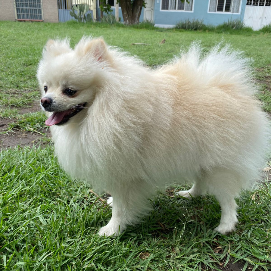 AKEEM | Raza Pomerania | Final Feliz