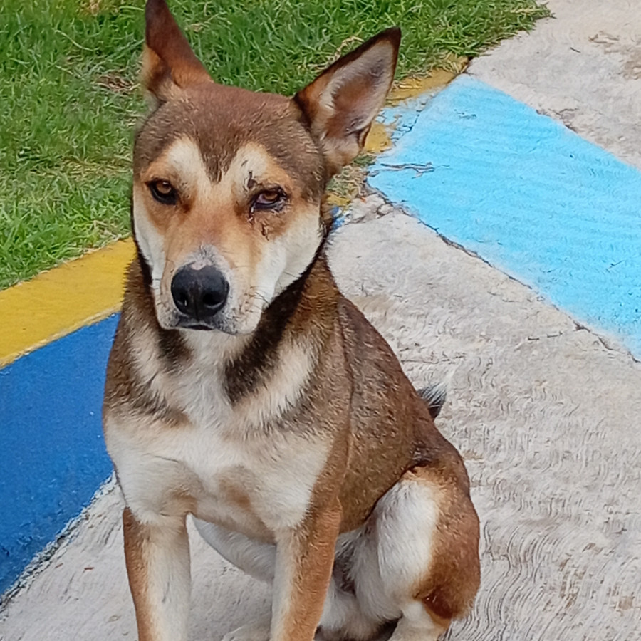 MOKA | Raza Mestizo, cruza de Husky Siberiano | En Adopción