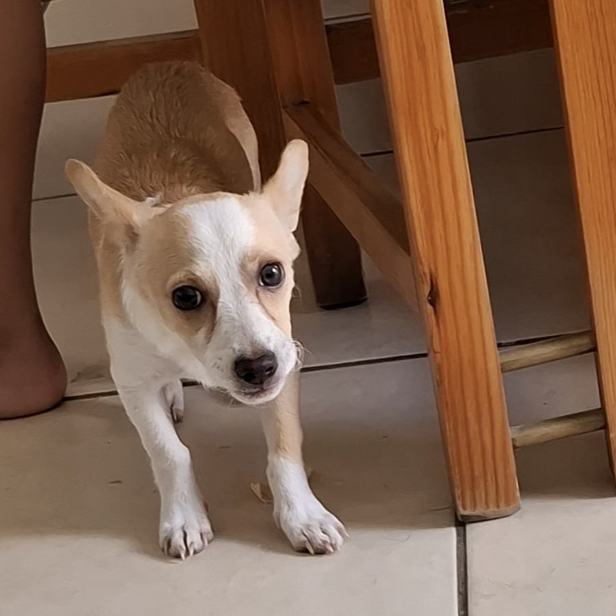 DUQUE | Raza Mestizo,  cruza de Chihuahua con Dachshund o Salchicha,  (Chiwinnie) | Perdido