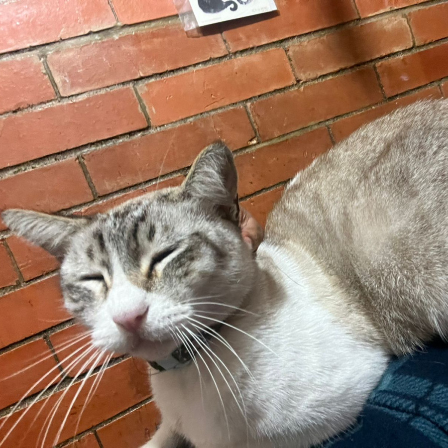 SMUKY | Raza Aslan o Siamés moderno, punto tabby | Perdido