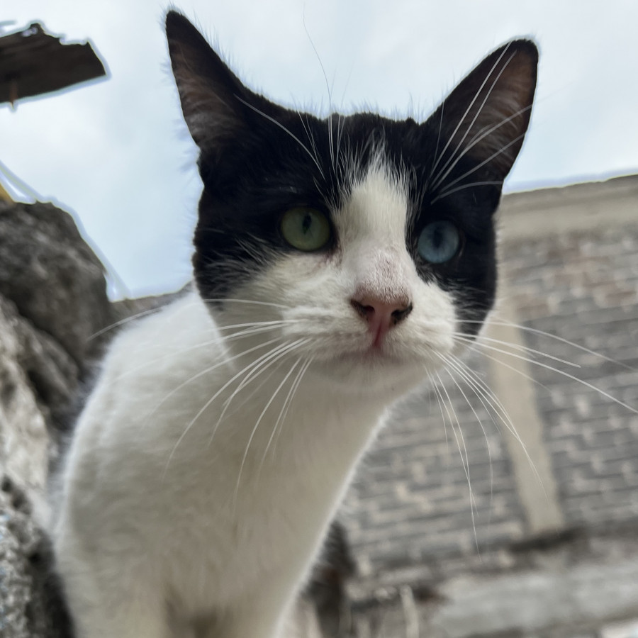 VACA | Raza Doméstico Americano de pelo semilargo | Perdido