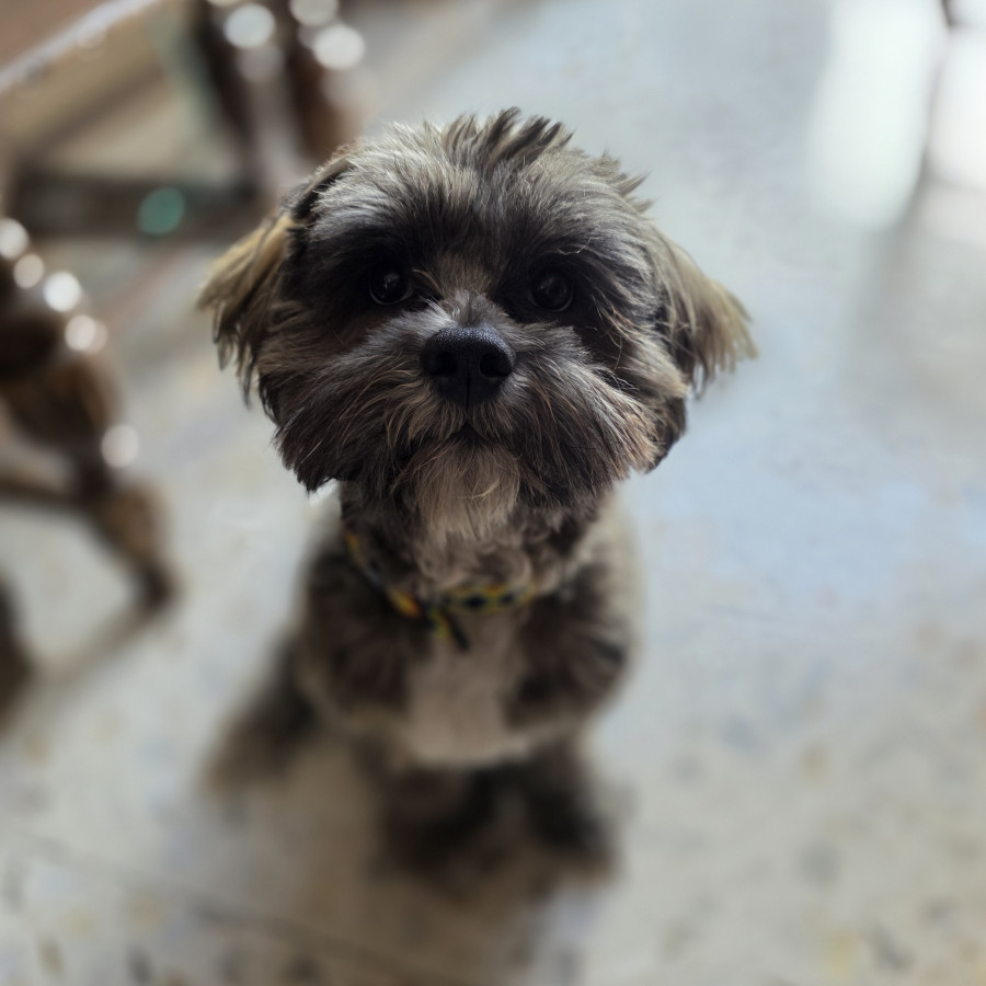 MUSHU | Raza Shih Tzu  | Final Feliz