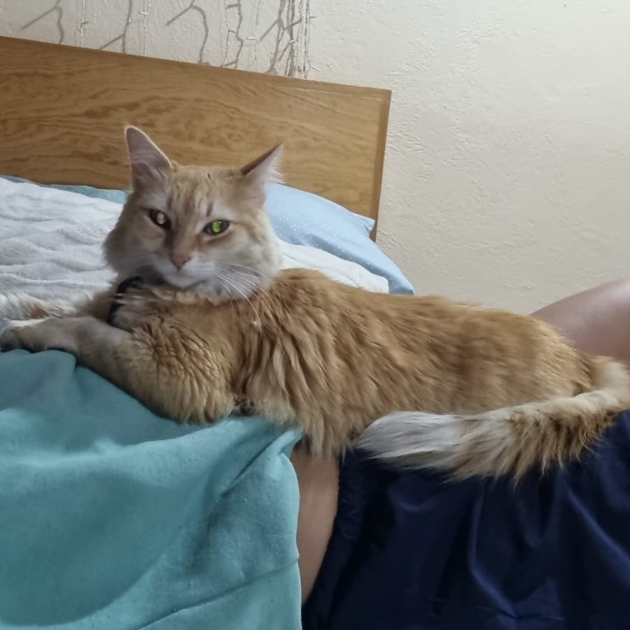 CHARLIE | Raza Doméstico Americano de pelo largo | Perdida