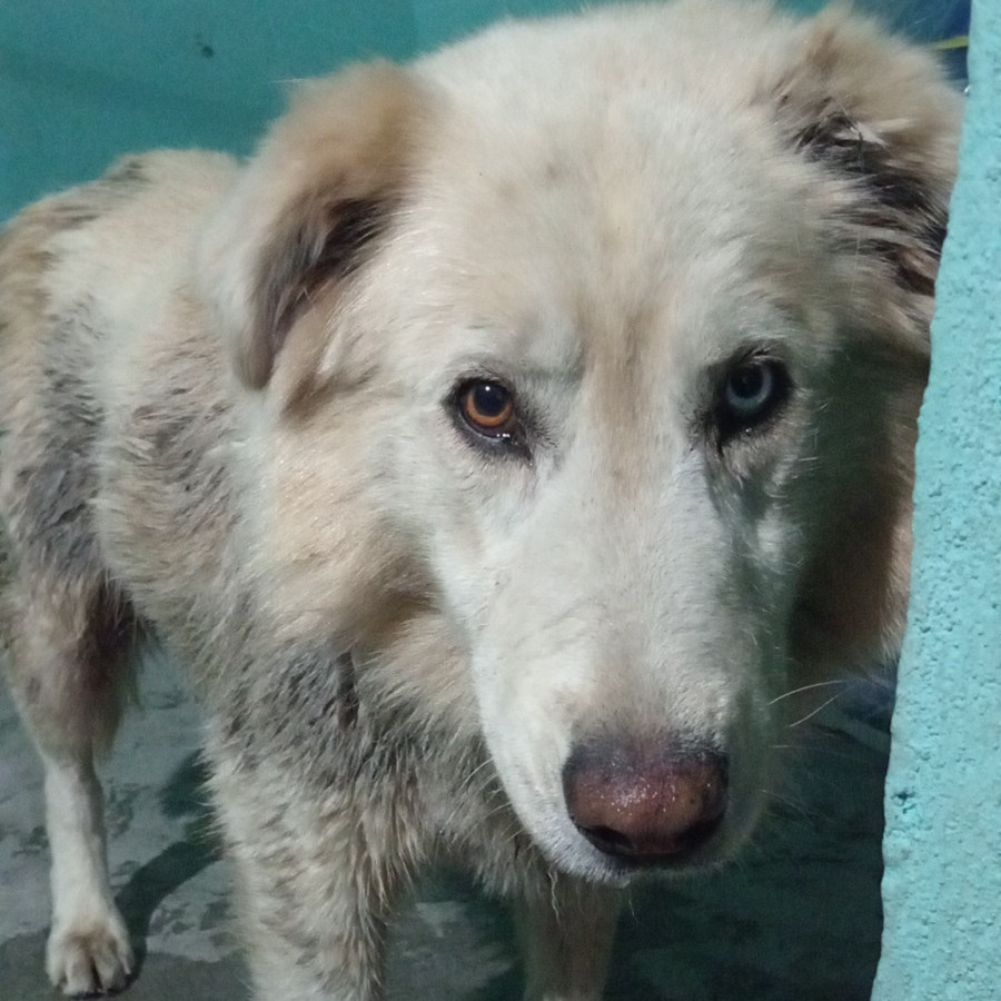  | Raza Mestizo | Encontrado