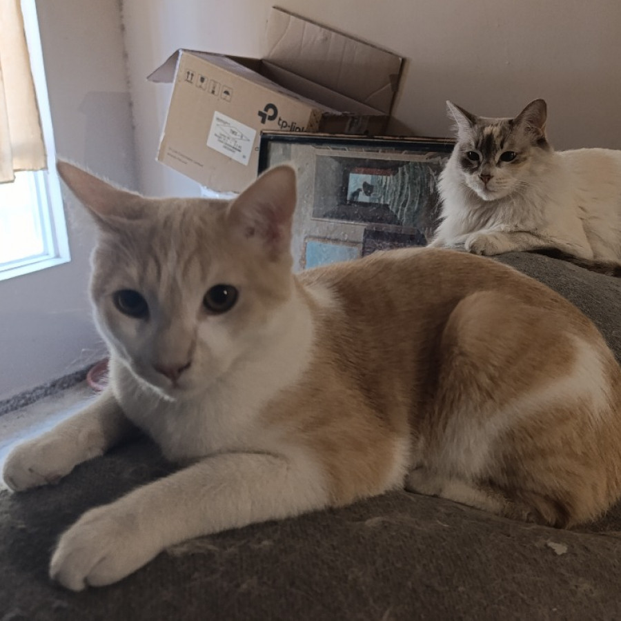 SAM | Raza Doméstico Américano de Pelo Corto | Perdido