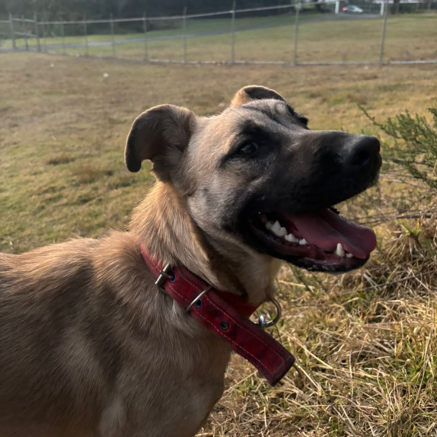 KIARA | Raza Mestiza | Perdida