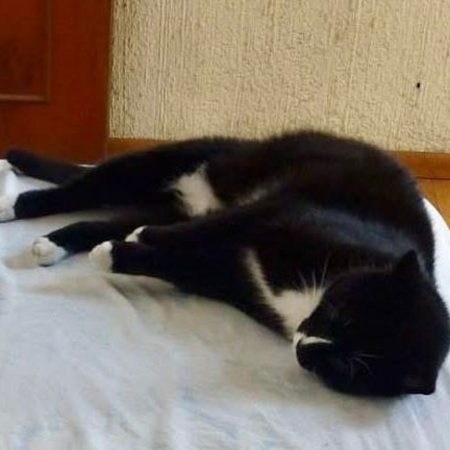 NEGRA | Raza Doméstico Américano de Pelo Corto | Final Feliz