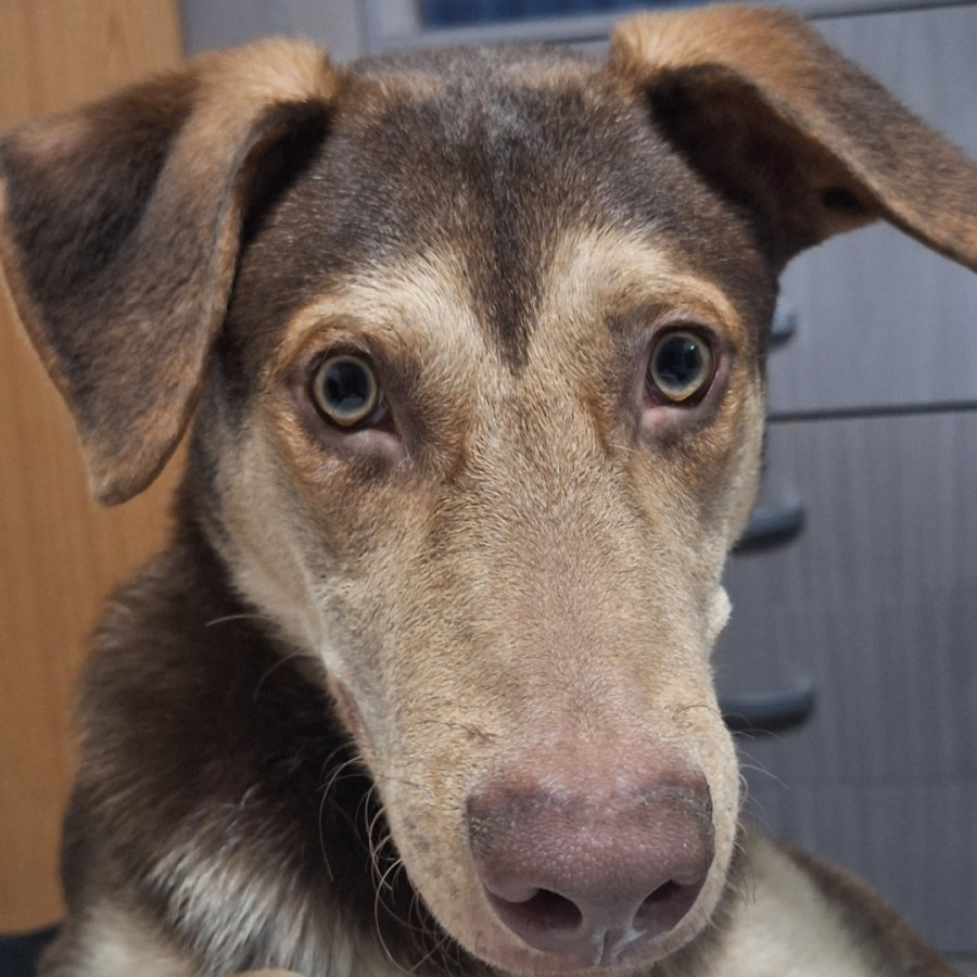 CHOCOLATE | Raza Mestizo, cruza de Husky Siberiano | Perdido