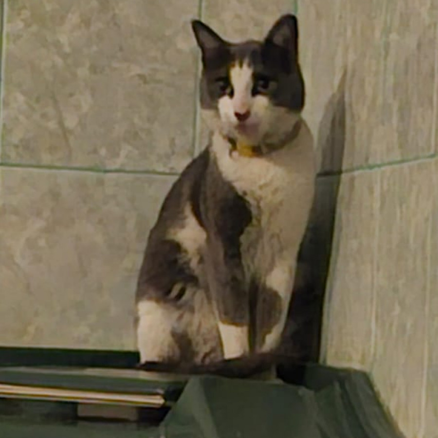 SARANG | Raza Doméstico Américano de Pelo Corto | Perdido