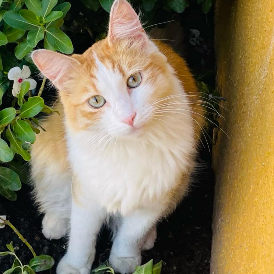 MILO | Raza Doméstico Americano de pelo largo | Final Feliz