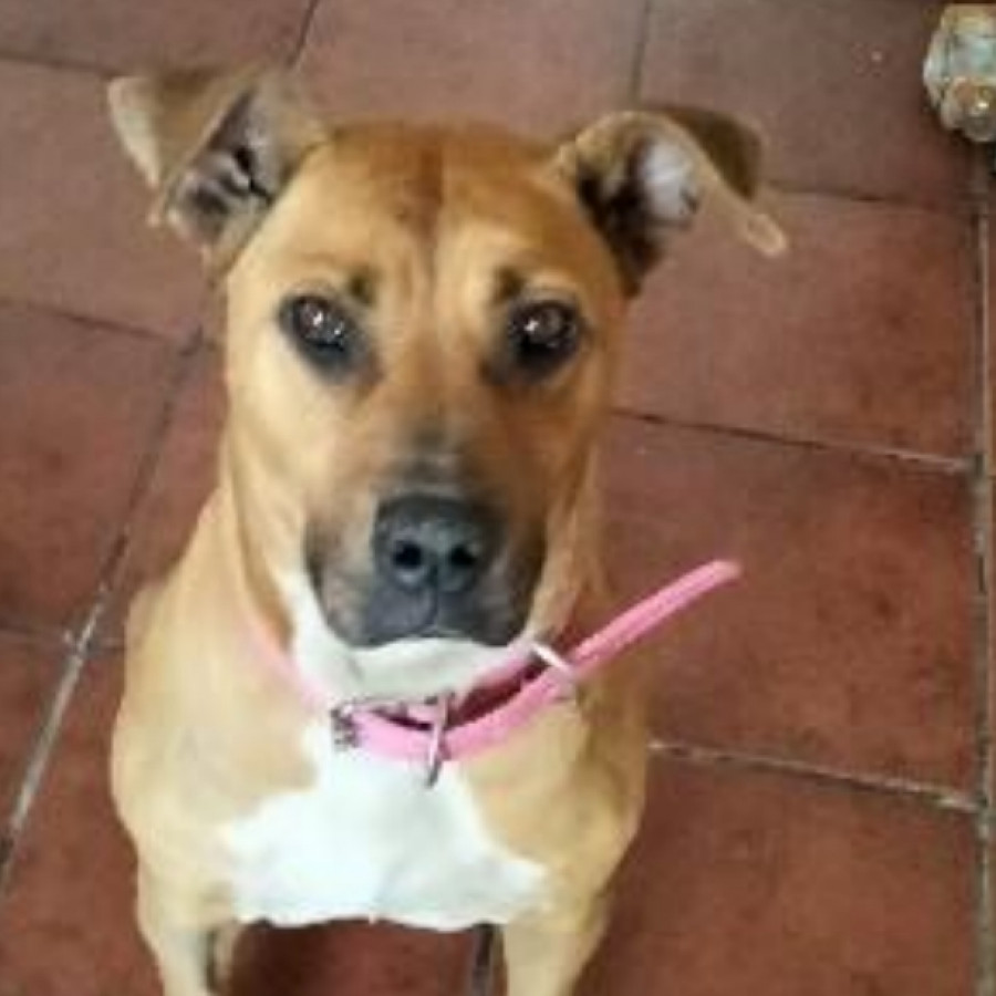  | Raza American Pitbull Terrier | Encontrada