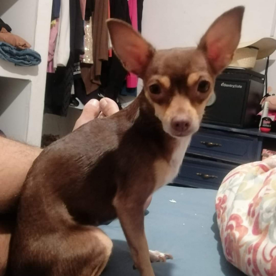 CANELITA | Raza Chihuahua | Perdida