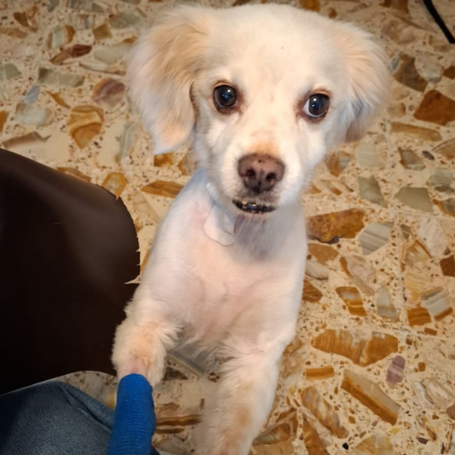MAX | Raza Mestizo, cruza de Cocker Spaniel | Perdido
