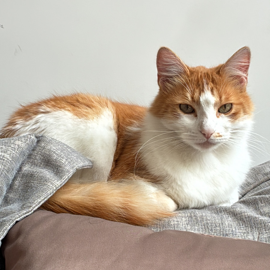 TOCINO | Raza Doméstico Americano de pelo corto | Perdido