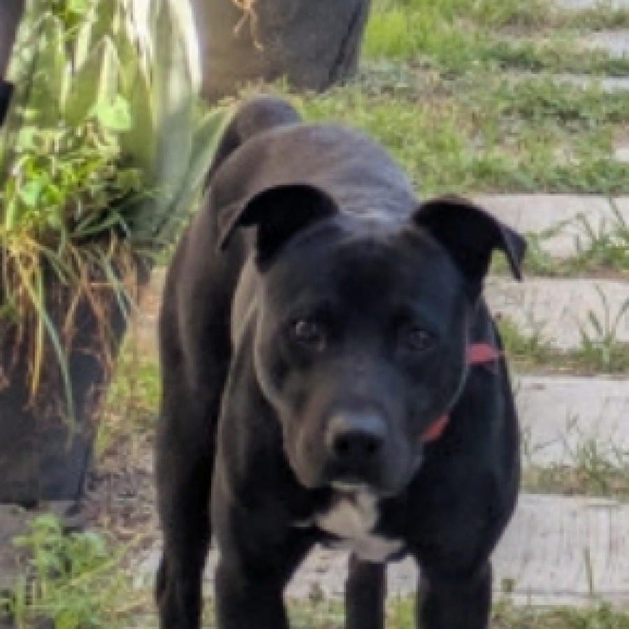  | Raza Mestizo, cruza de American Pitbull Terrier Pitbull Terrier | Encontrado