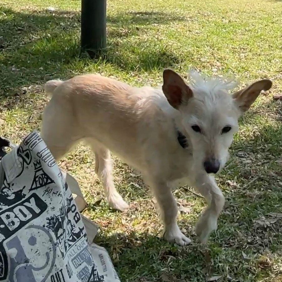 SAM | Raza Cruza de Chihuahua. | Final Feliz