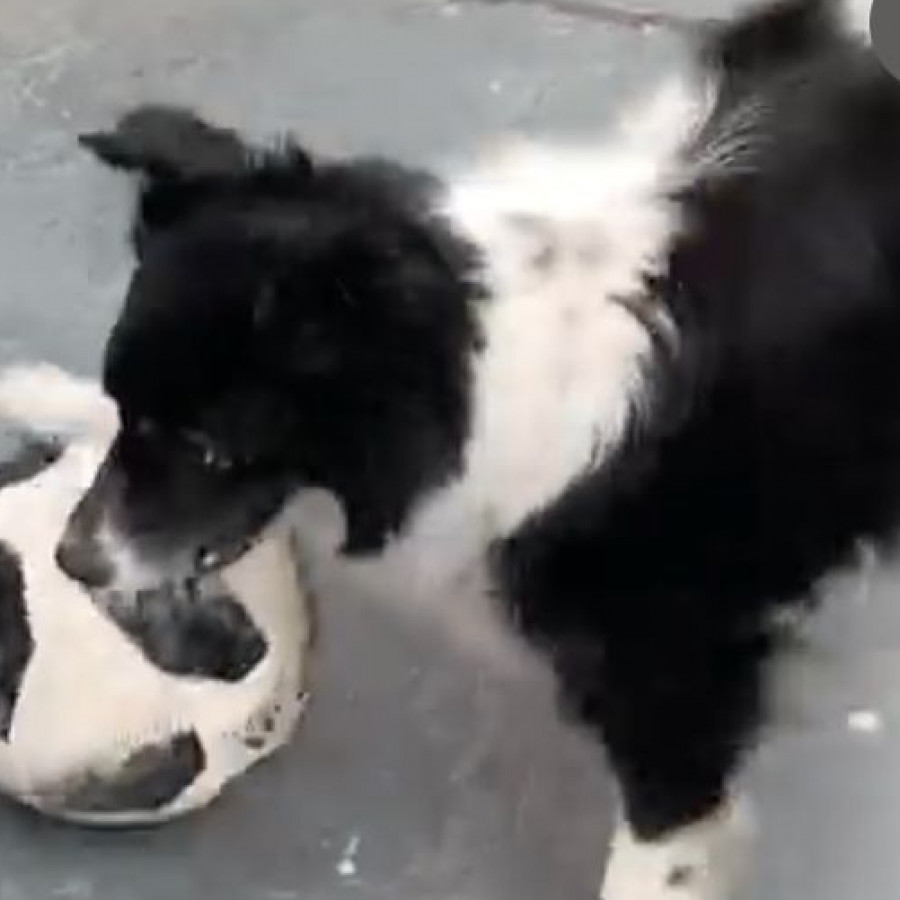 OREO | Raza Mestiza, posible cruza Border Collie | Final Feliz