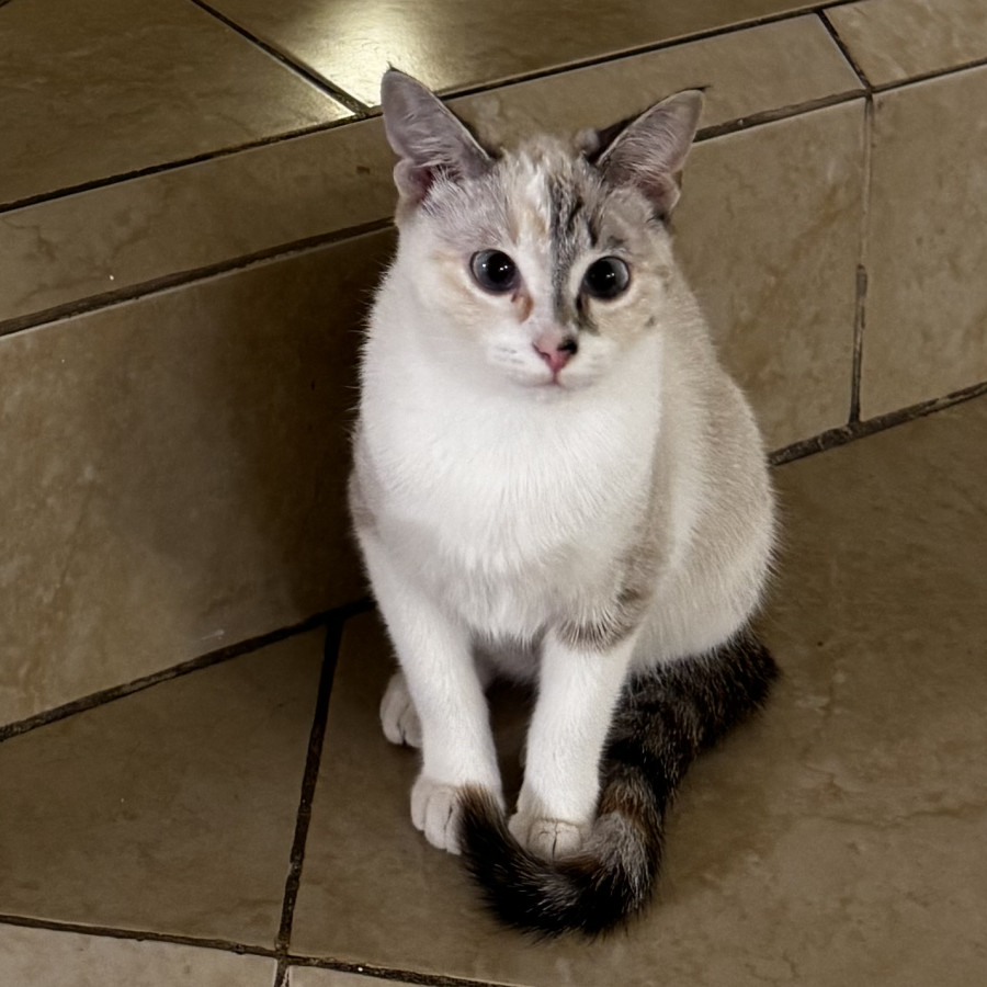 SHAKIRA | Raza Aslan o Siamés Moderno Punto Tabby | Perdida