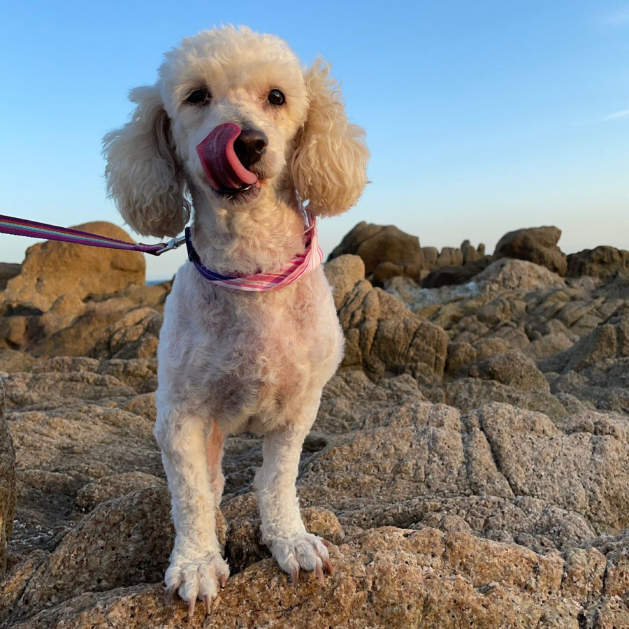 MOLLY | Raza French Poodle o Caniche | Perdida