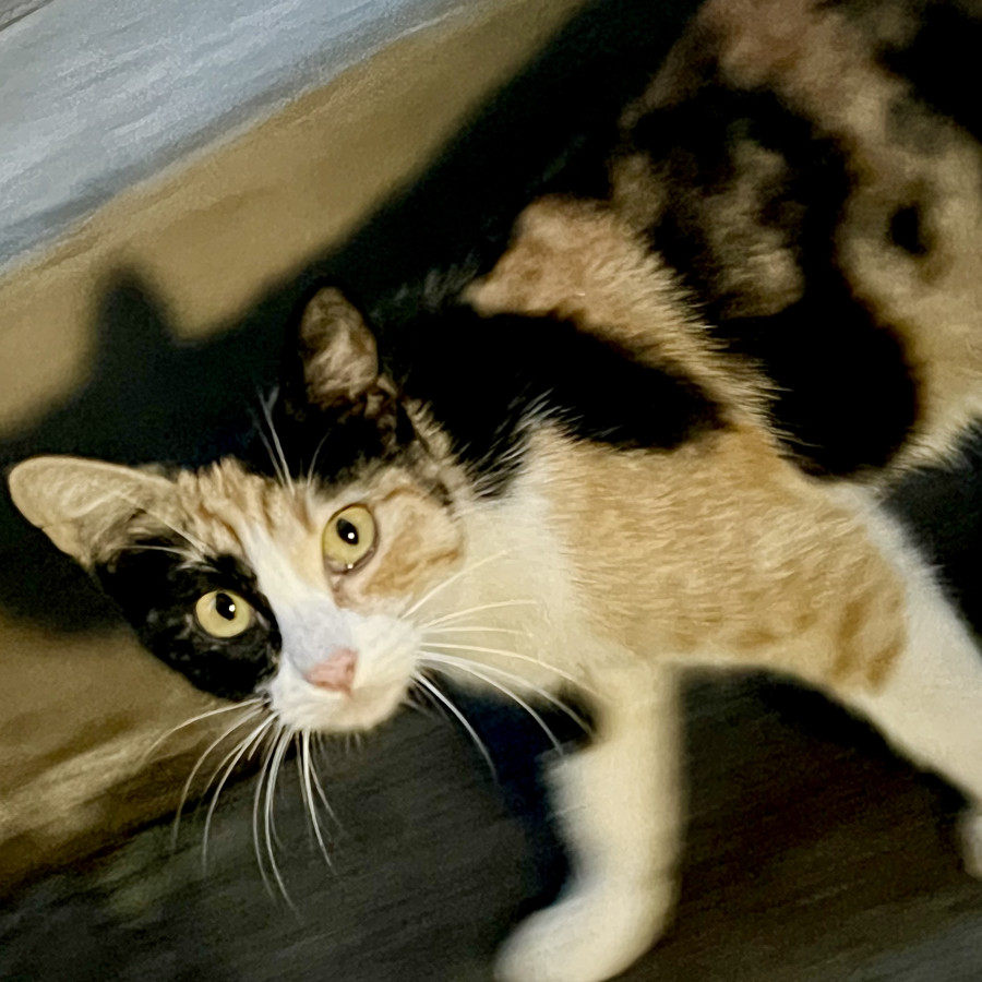  | Raza Calicó de pelo corto | Encontrada