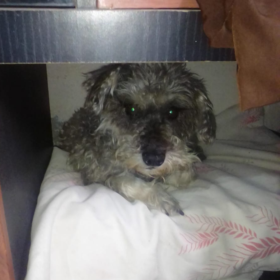  | Raza Mestiza, cruza de Schnauzer | Encontrada