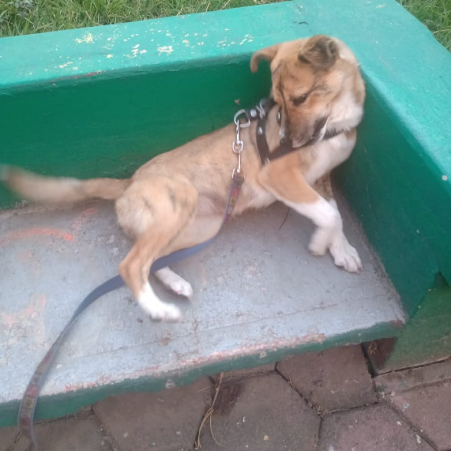 MIEL | Raza Criolla | Perdida
