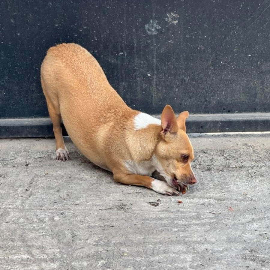 MACARIO | Raza Chihuahua | Perdido