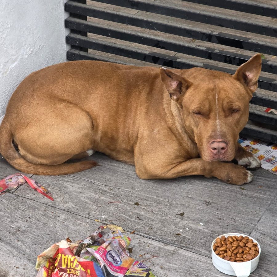  | Raza American Pitbull Terrier | Final Feliz