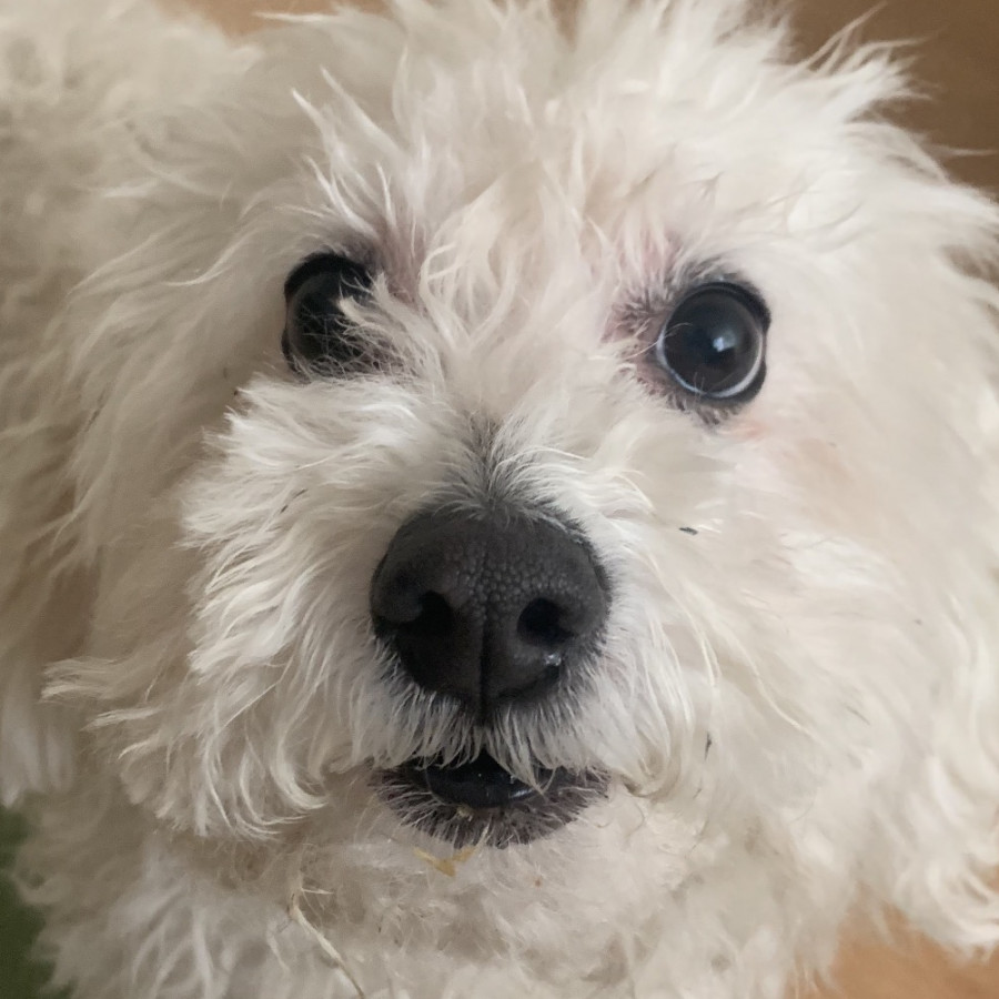 LORENZO | Raza Bichón Frisé | Perdido