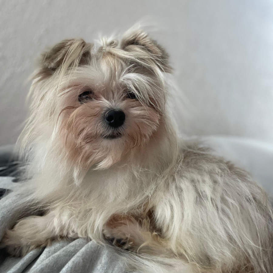 ROKO Y MILO | Raza Shih Tzu y cruza de Shih Tzu con Yorkshire Terrier | Perdido
