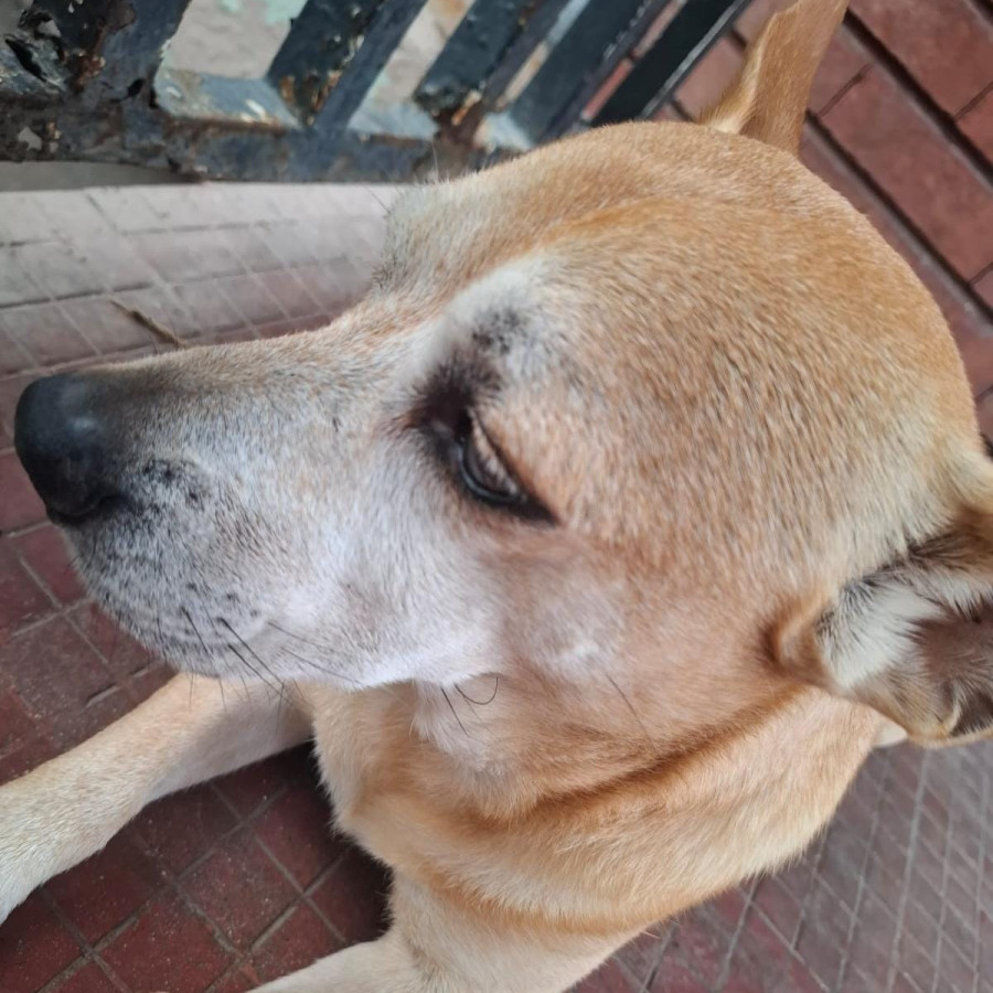LOKI | Raza Mestizo, posible cruza de American Pitbull Terrier con Labrador | Final Feliz