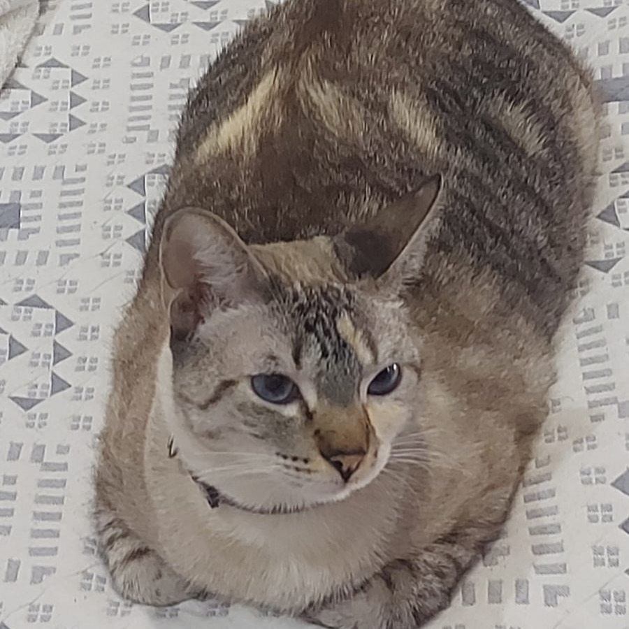 YUNA | Raza Aslan o Siamés moderno, punto tabby | Perdida