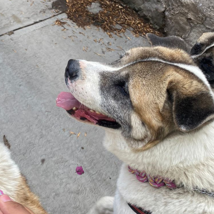 HÉRCULES | Raza Akita Americano   | Perdido