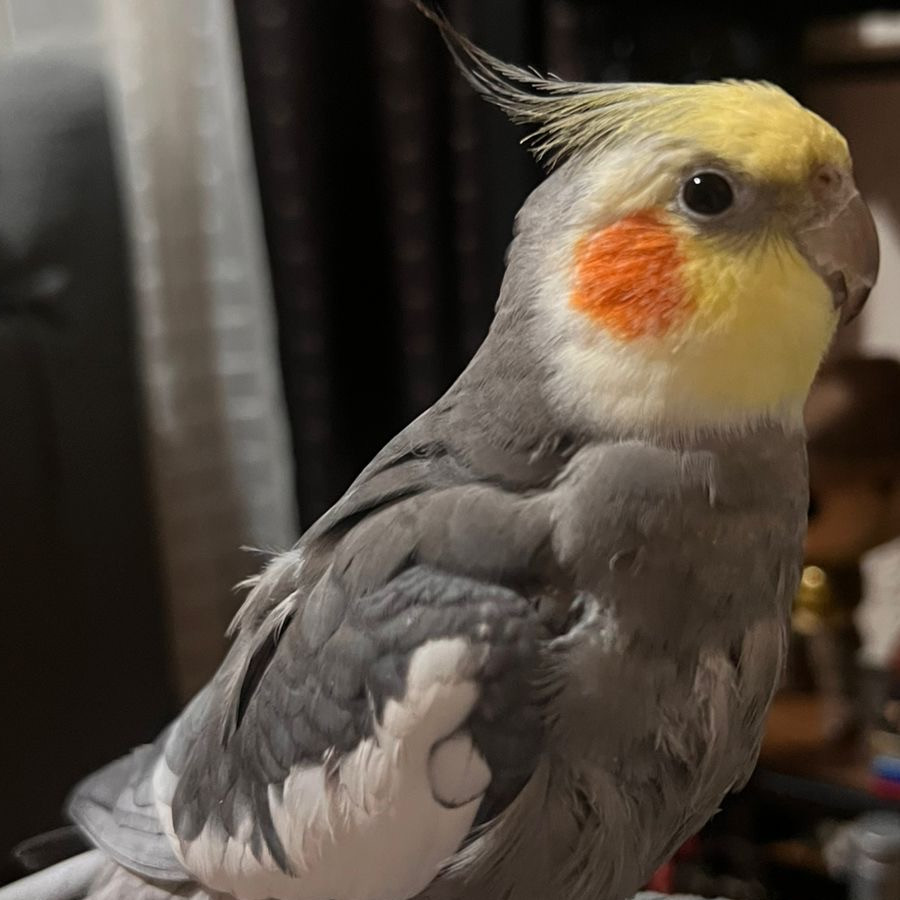 ABÚ | Raza Ninfa | Perdido