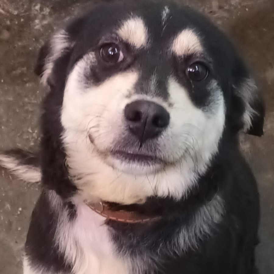 FRIDA | Raza Mestiza, cruza de Husky Siberiano | En Adopción
