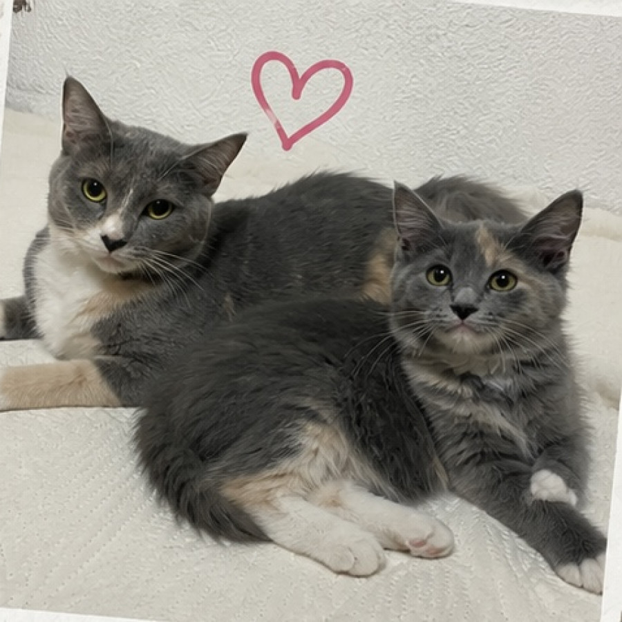 MININAS | Raza Doméstico Americano de Pelo Semilargo | En Adopción